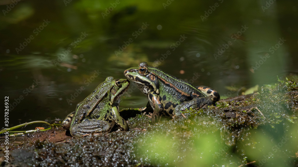 two frogs getting to know each other