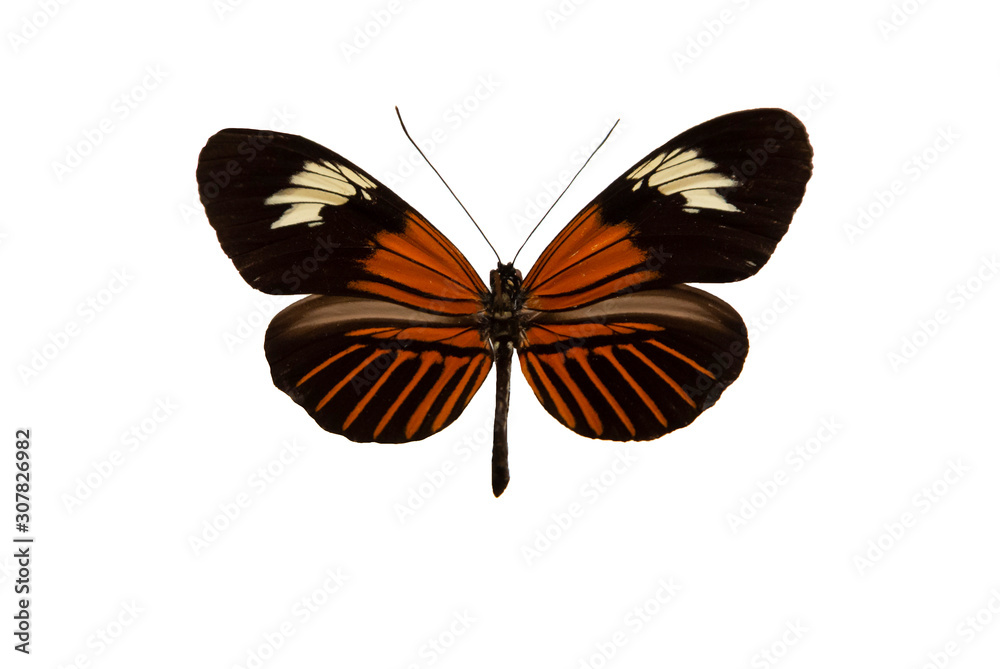 Naklejka premium Heliconius erato, Red postman, small postman, a butterfly cut out with white background