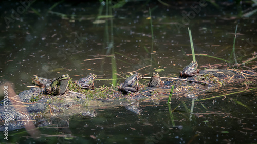 frogs near pon © Helen Rose Gabriel