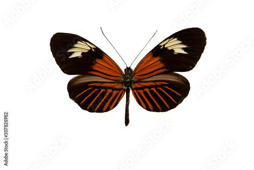 Heliconius erato, Red postman, small postman, a butterfly cut out with white background