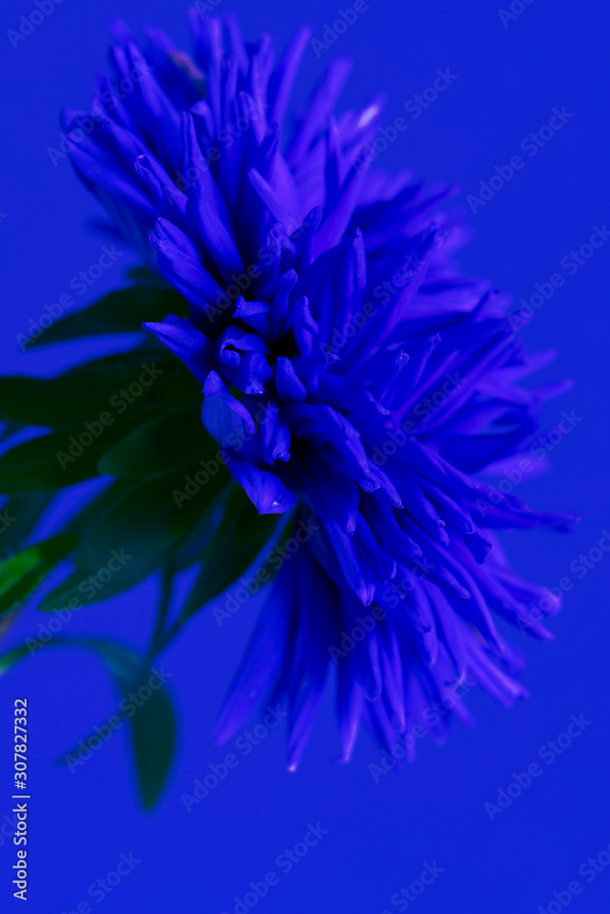 Close-up image of the flower Aster. Blue toned.
