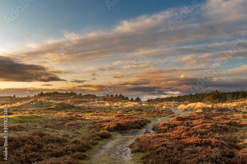Path through a heathland at the end of a sunny day