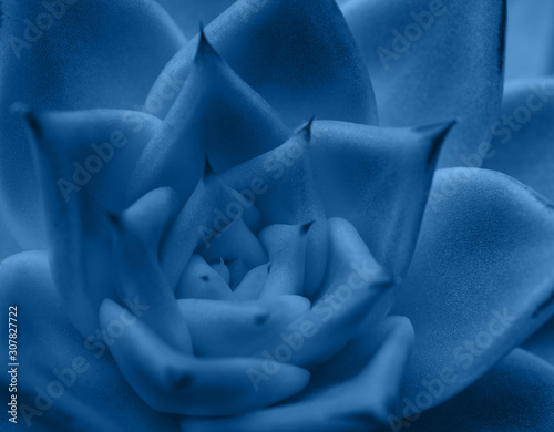 Close up of echeveria in shades of classic blue, color of the year 2020, selective focus