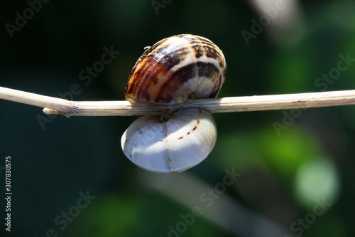 Schnecken photo