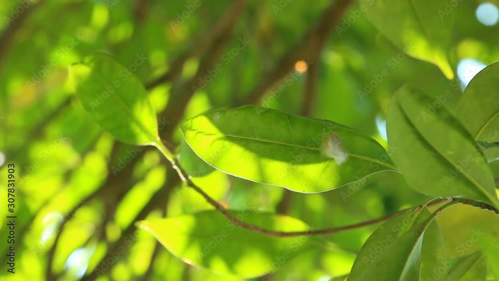 Leaves of tree with sunlight , Chiangmai Thailand Leaves of tree with sunlight , Chiangmai Thailand