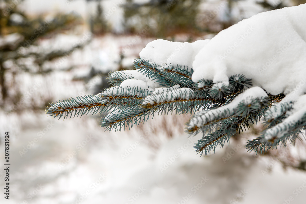 a branch of blue spruce under the snow a branch of blue spruce under the snow