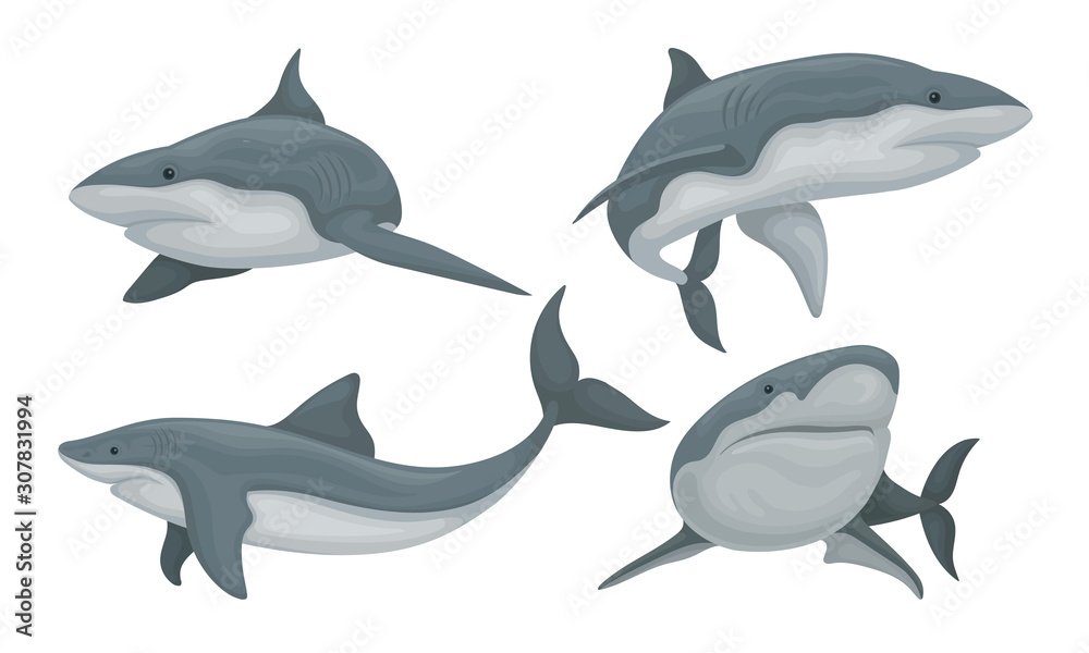 Swimming Shark Set, Predatory Sea Creature in Various Poses Vector Illustration Swimming Shark Set, Predatory Sea Creature in Various Poses Vector Illustration