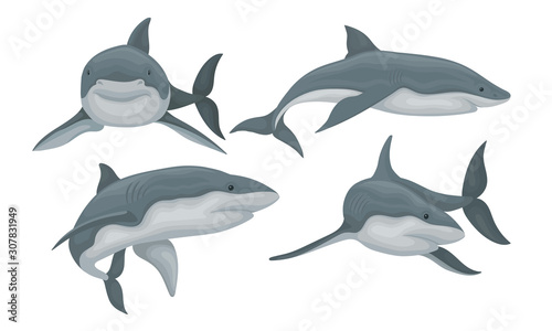 Swimming Grey Shark Set  Predatory Sea Animal in Various Poses Vector Illustration