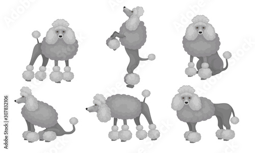 Gray Poodle Dog Set, Cute Pet Animal Character in Different Poses Vector Illustration