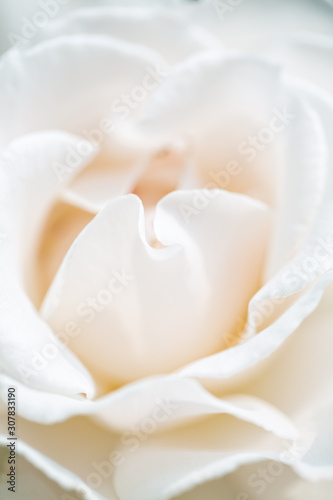 Close up of white rose petals, soft focus, vertical composition