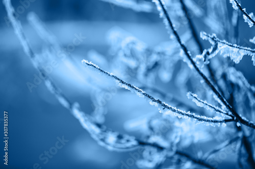 Color of the year, classic blue Snowy Branch at frost winter day