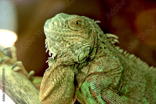 Gr  ner Leguan grinsend posierend  Portraitaufnahme