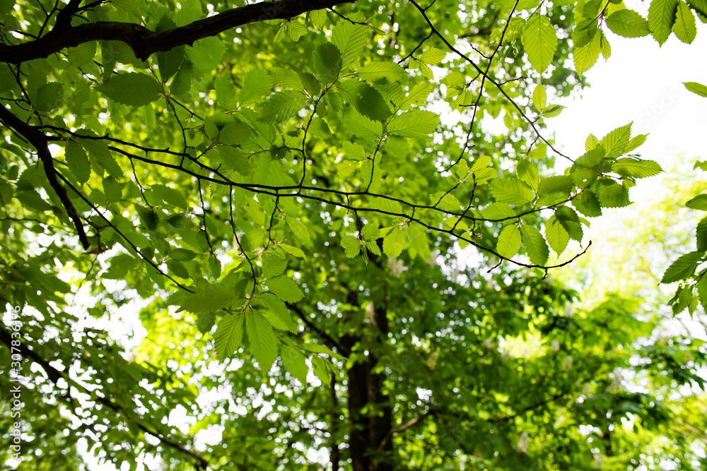 Leaves of a tree carpinus betulus in the bright sun