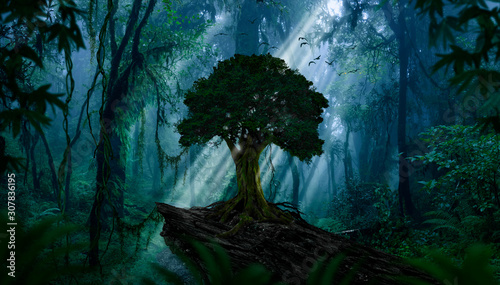 Fototapeta natura drzewa roślina pejzaż