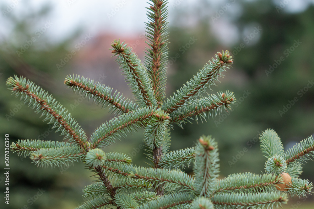 Coniferous plant branch close-up on a park background. A branch of a young Christmas tree.