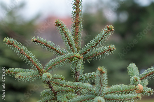 Coniferous plant branch close-up on a park background. A branch of a young Christmas tree.