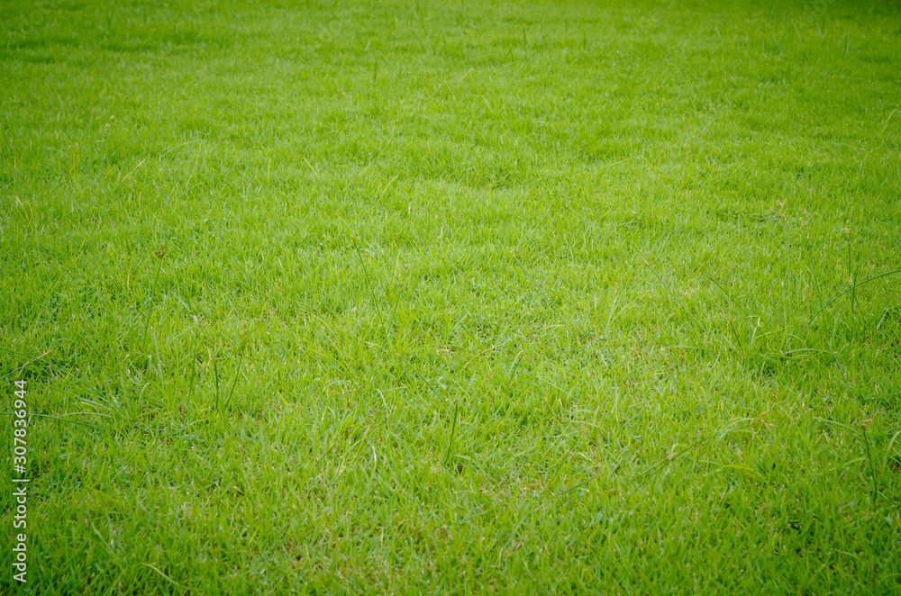 Green grass pattern and texture for background. Close-up