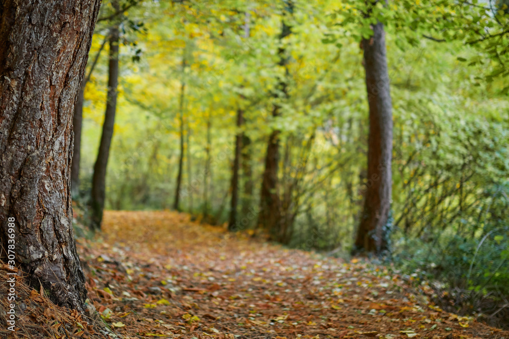 autumnal background, in the foreground a focused trunk, in the background, a path covered with orange ojas and green trees from right to left autumnal background, in the foreground a focused trunk, in the background, a path covered with orange ojas and green trees from right to left