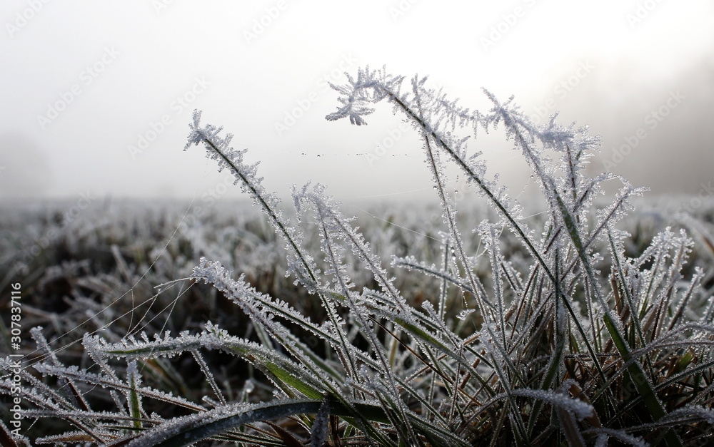 Obraz premium Grass covered in frost on cold winter morning. Water beads clinging on to spider web threads.
