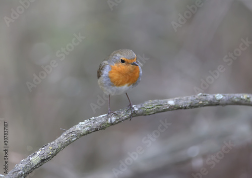 The European robin (Erithacus rubecula) was filmed on a branch and on a drinker. Close-up detailed photo in full color.