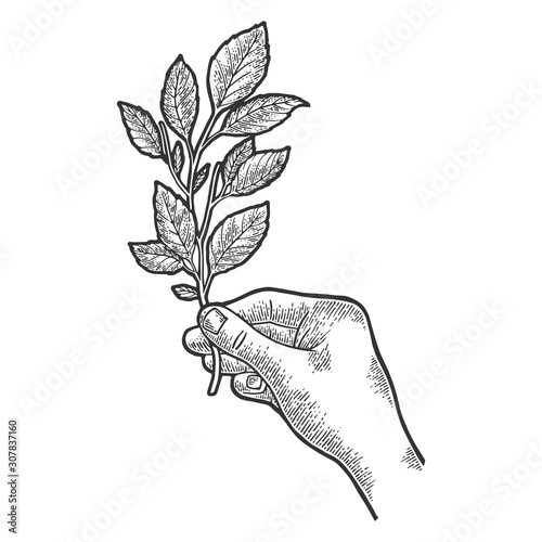 Branch of tea plant in hand sketch engraving vector illustration. T-shirt apparel print design. Scratch board style imitation. Black and white hand drawn image.