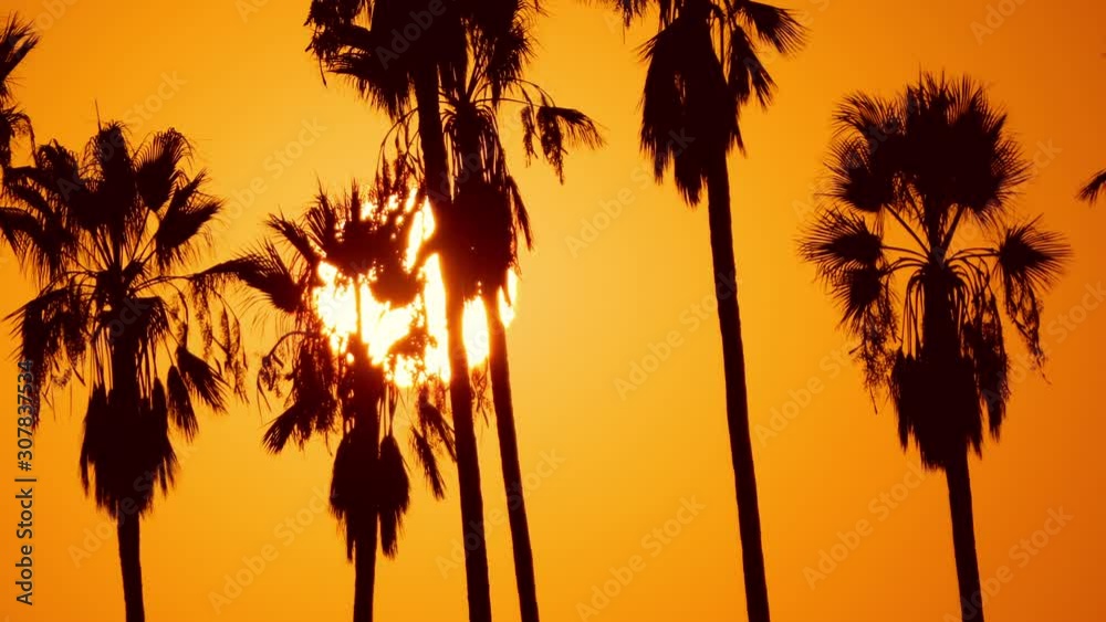 The sun setting behind a row of palm trees in Los Angeles California