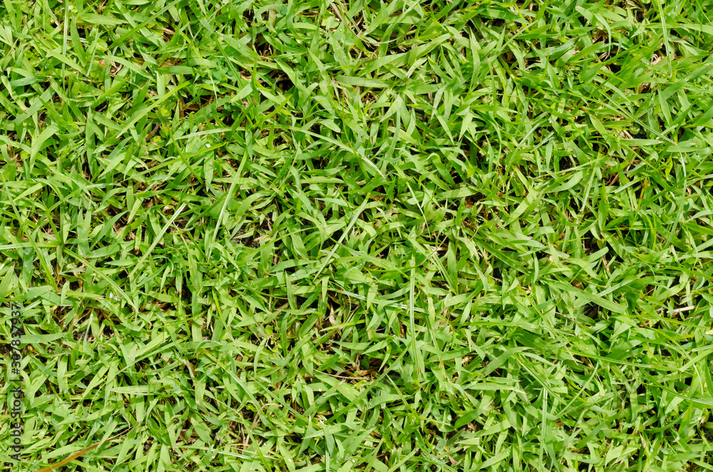 Green grass pattern and texture for background. Close-up Green grass pattern and texture for background. Close-up