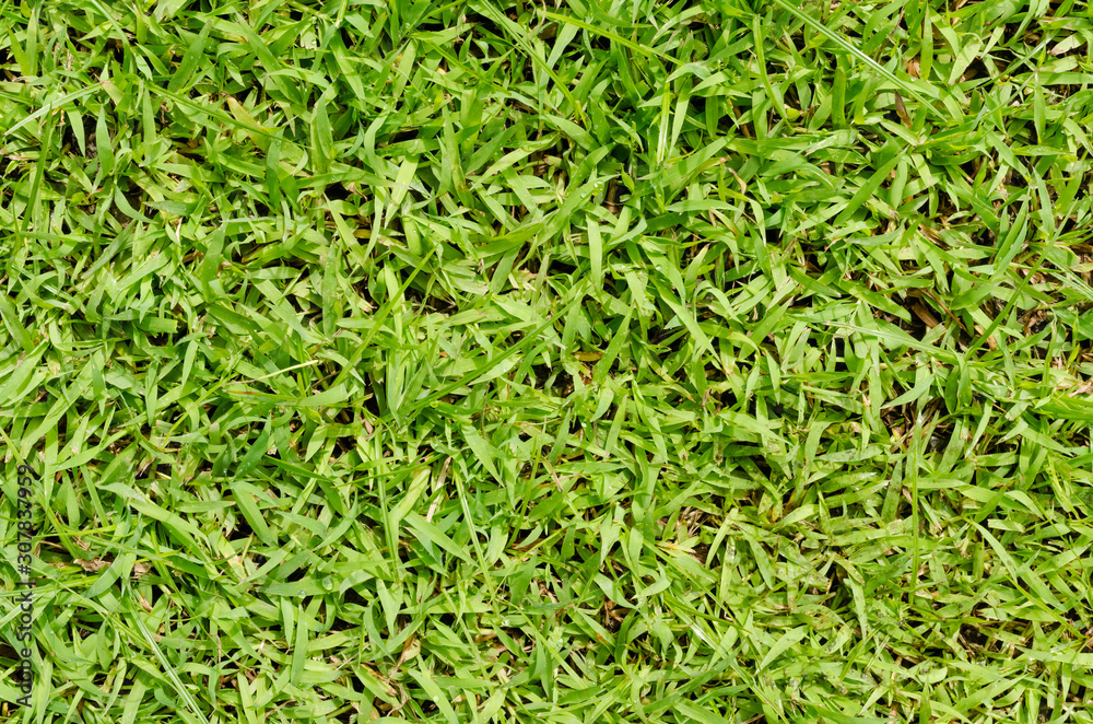 Green grass pattern and texture for background. Close-up Green grass pattern and texture for background. Close-up