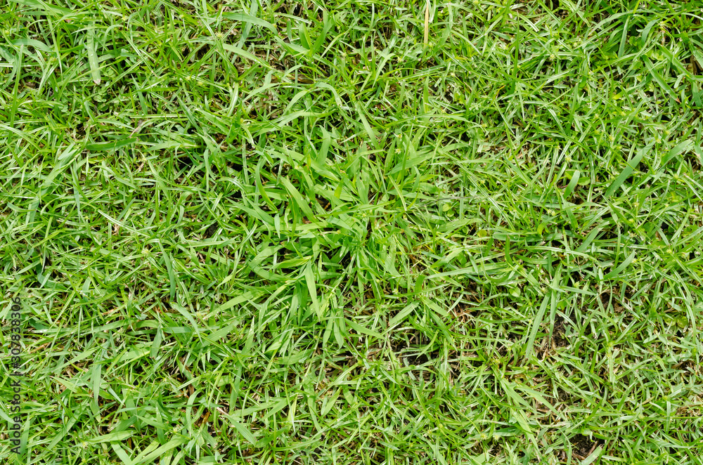 Green grass pattern and texture for background. Close-up Green grass pattern and texture for background. Close-up
