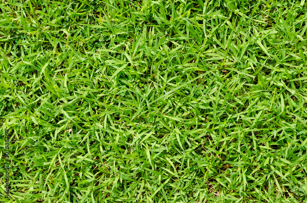 Green grass pattern and texture for background. Close-up Green grass pattern and texture for background. Close-up