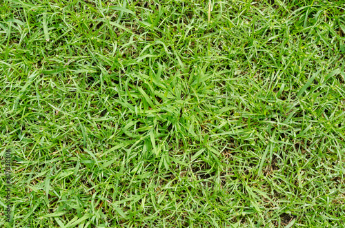 Green grass pattern and texture for background. Close-up