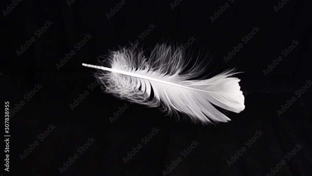White feather dropped on a black background. Slow motion.