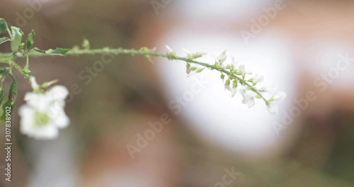 Melilotus melilotus albus medicus photo