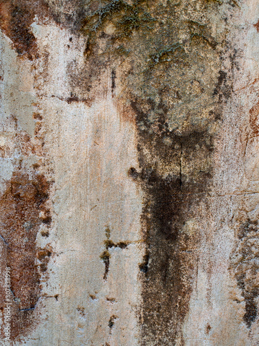 Texture of concrete wall with moss.