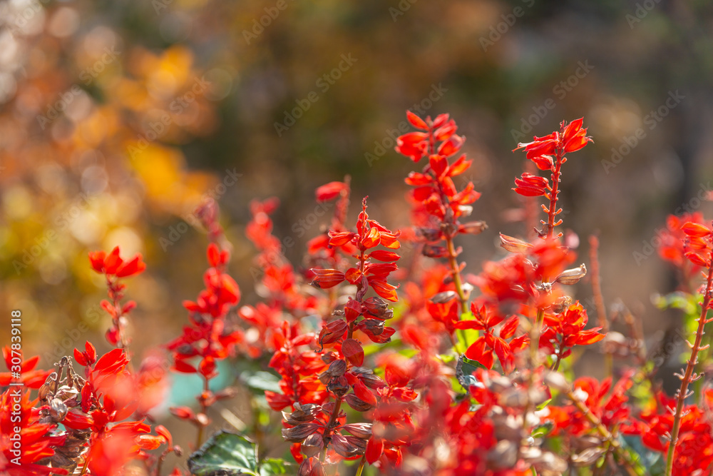 Bunch of red flowers blooming outdoors against red and blurred background,Salvia splendens Ker-Gawler Bunch of red flowers blooming outdoors against red and blurred background,Salvia splendens Ker-Gawler