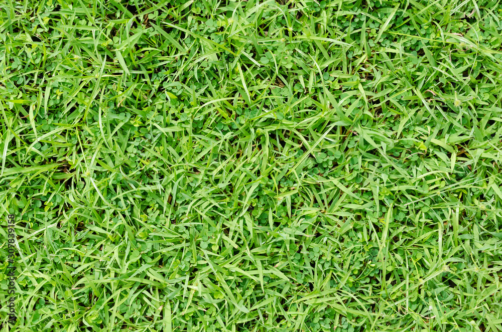 Green grass pattern and texture for background. Close-up Green grass pattern and texture for background. Close-up