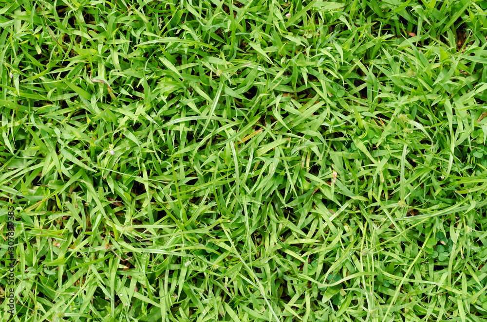 Green grass pattern and texture for background. Close-up