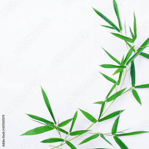 Bamboo leaves  on white background 