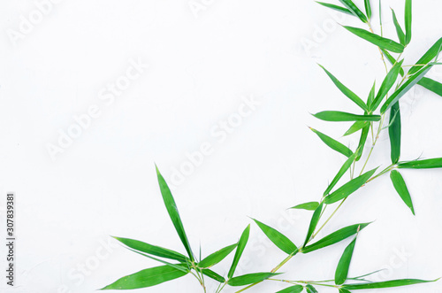 Bamboo leaves on white background,