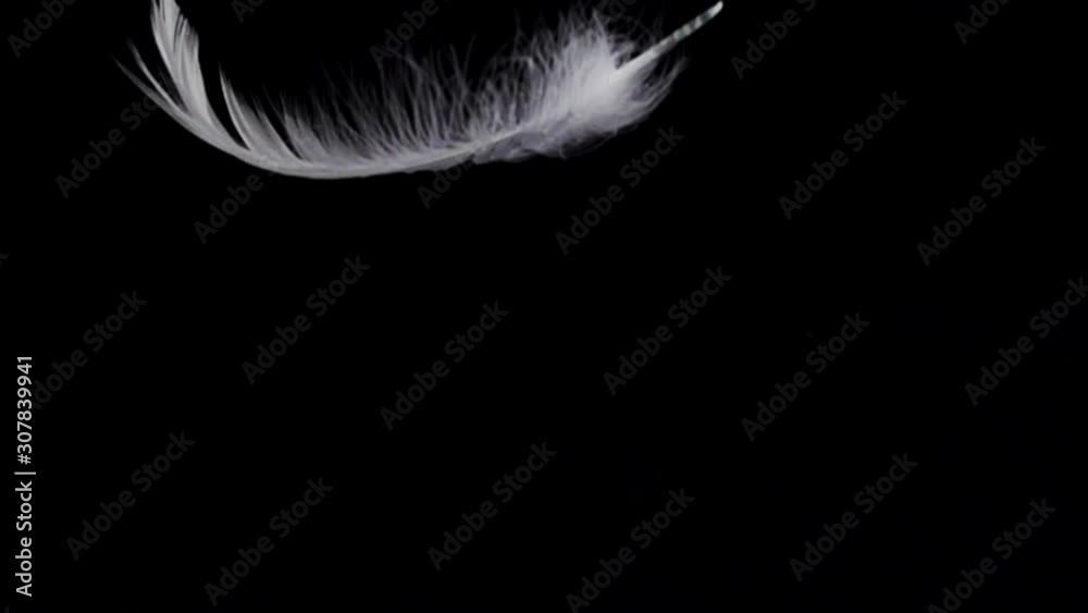 White feather dropped on a black background. Slow motion.