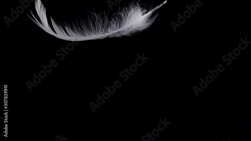 White feather dropped on a black background. Slow motion. photo