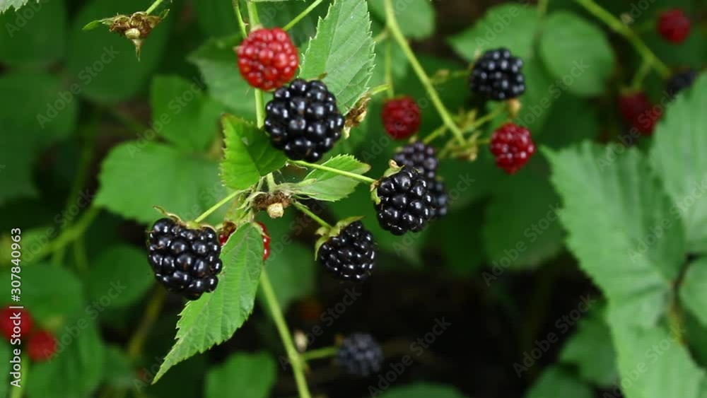 Bush with ripe jerky berries. Bush with ripe jerky berries.