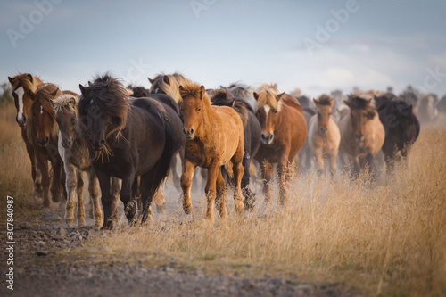 Icelandic Horses  © Mathias