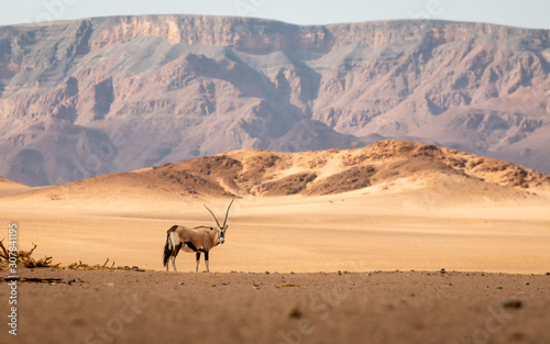 Oryx antelope standing in the middle of the namib dessert