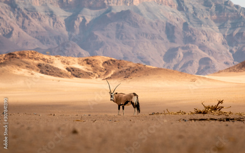 Oryx antelope standing in the middle of the namib dessert