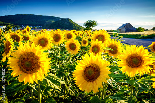 Sunflower under the Hainburg castle  Austria