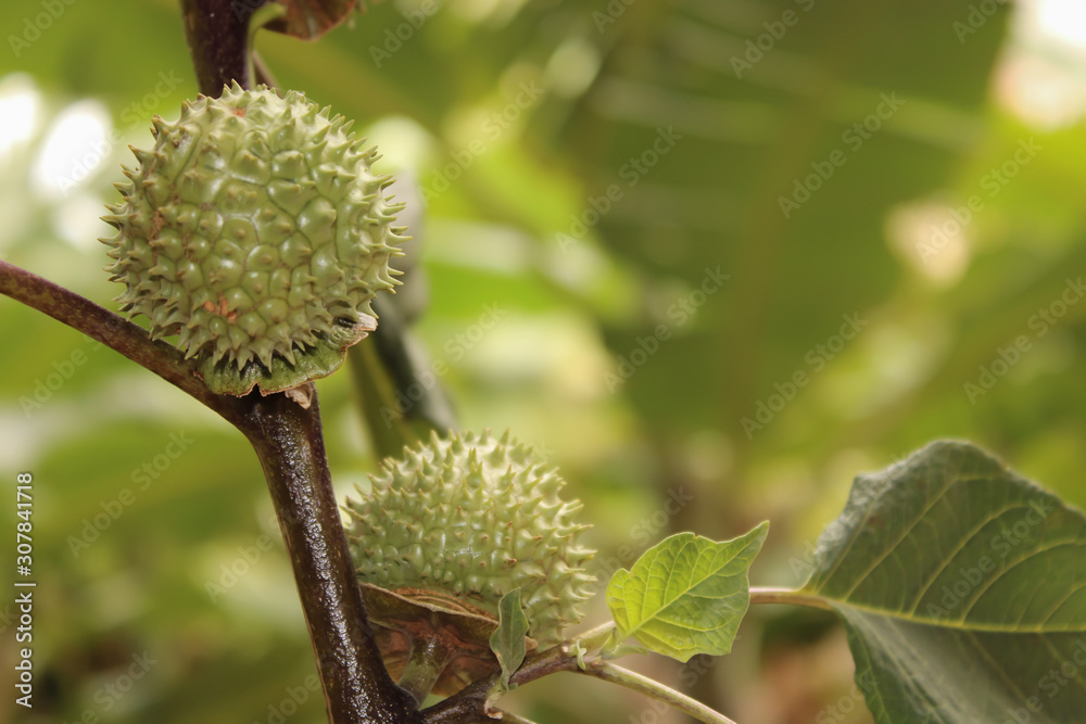 A green natural multi thorn with different view A green natural multi thorn with different view