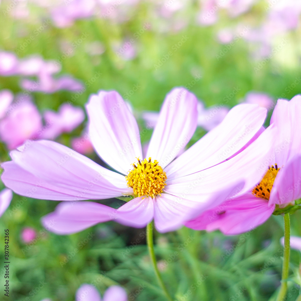 beautiful pink cosmos flower in garden beautiful pink cosmos flower in garden