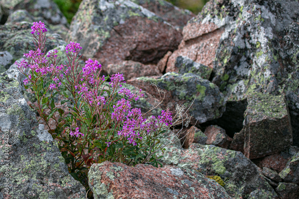 The nature of the islands of Finland, northern flora. Flora of islands in the Baltic Sea on the cliffs of the Åland Islands in summer