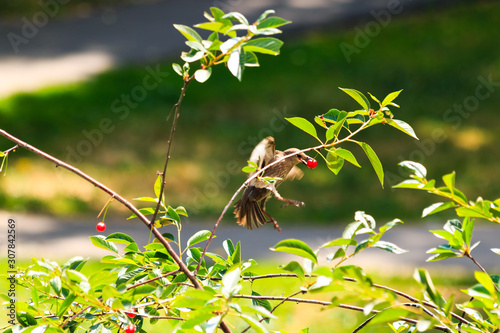 Thrush (ouzel) in the bushes of cherry tree